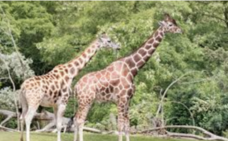 West With Giraffes – Two Towns One Book first few events are a Great Success