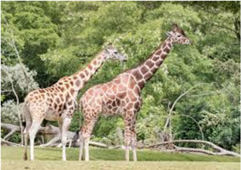 Giraffes