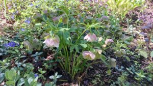 Welcome to Garden Season